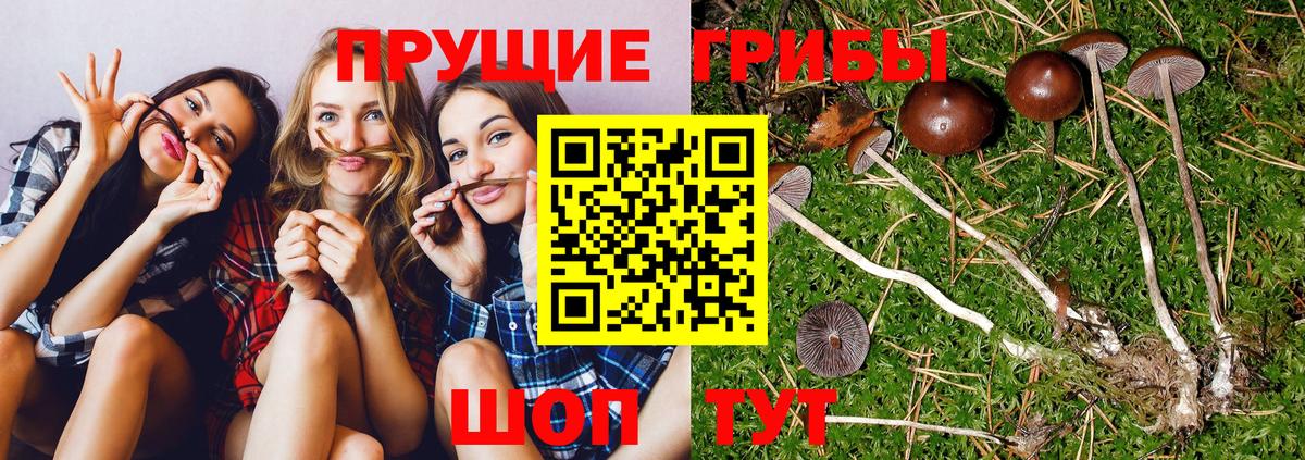 Сыктывкар  Псилоцибиновые грибы прущие грибы  Галлюциногенные грибы мухоморы  что такое   Вход с VPN 