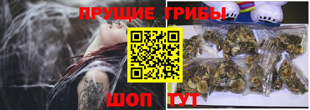 Псилоцибиновые грибы Psilocybe Сыктывкар